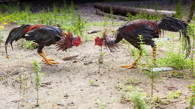 Cách bắt đá gà trên mạng